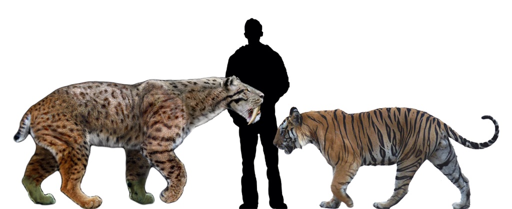 Abe's Animals: Size comparison of Tiger and Smilodon