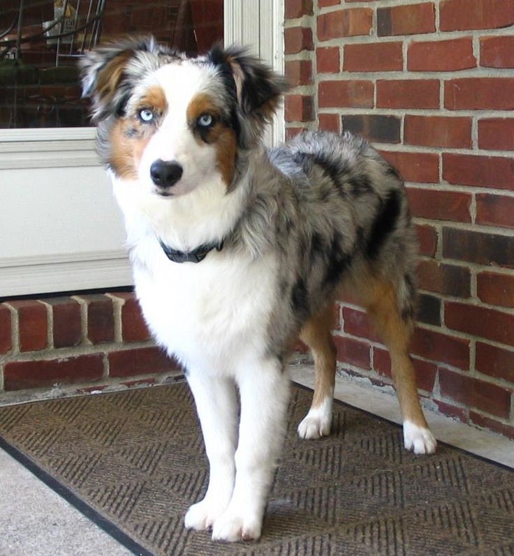 Five Dog Breeds that can have a Merle Coat