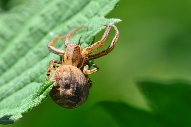 Xysticus kochi Xysticus kochi
