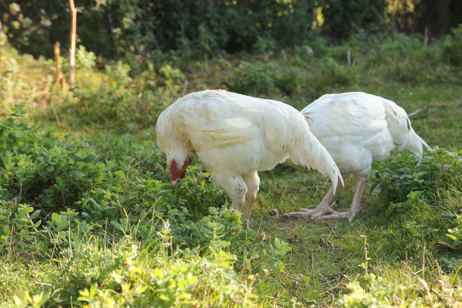 Wry Neck/Torticollis Part 2 Nutritional Treatment The Upside Down