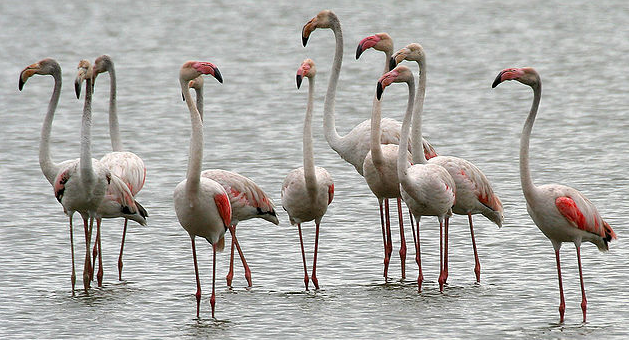 Guest Birds in Bangladesh Review