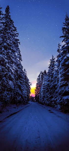 خلفية الطريق المغطاة بالثلوج وسط أشجار الغابة في الليل