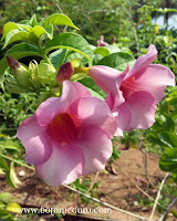 Allamanda blanchetii