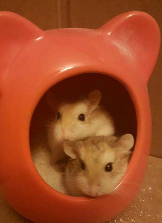 Can I Bath My Hamster In Water? 6 Ways To Keep A Hamster Clean! The