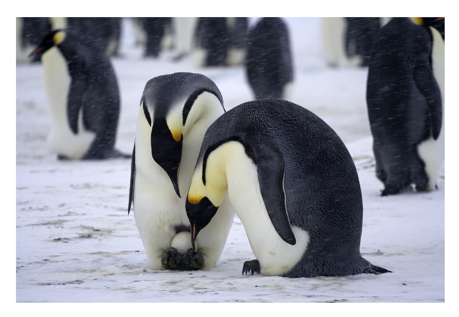Пингвины моей мамы 4. Императорский Пингвин высиживает яйцо. Императорский Пингвин высиживание яйца. Королевский Пингвин высиживает яйца. Императорский пингвины высиживают яйца самец.