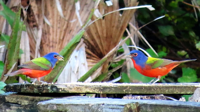 Painted Buntings - Most Colorful Songbirds in North America!