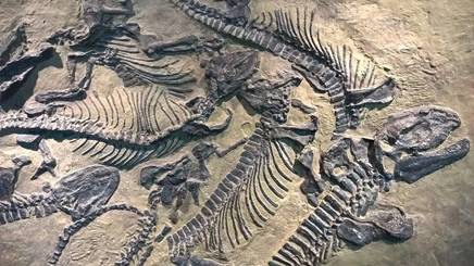 Jelajah Waktu Dunia Tumbuhan: Botani Paleontologi Ungkap Rahasia Sejarah Evolusi