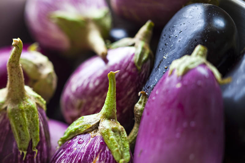 The Urban Gatherer Smoke Berry Eggplant