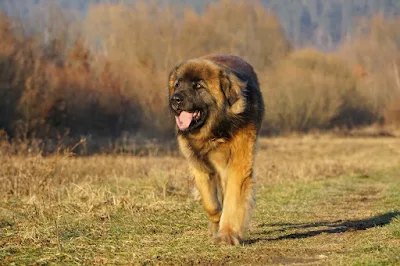 ليونبيرجير Leonberger