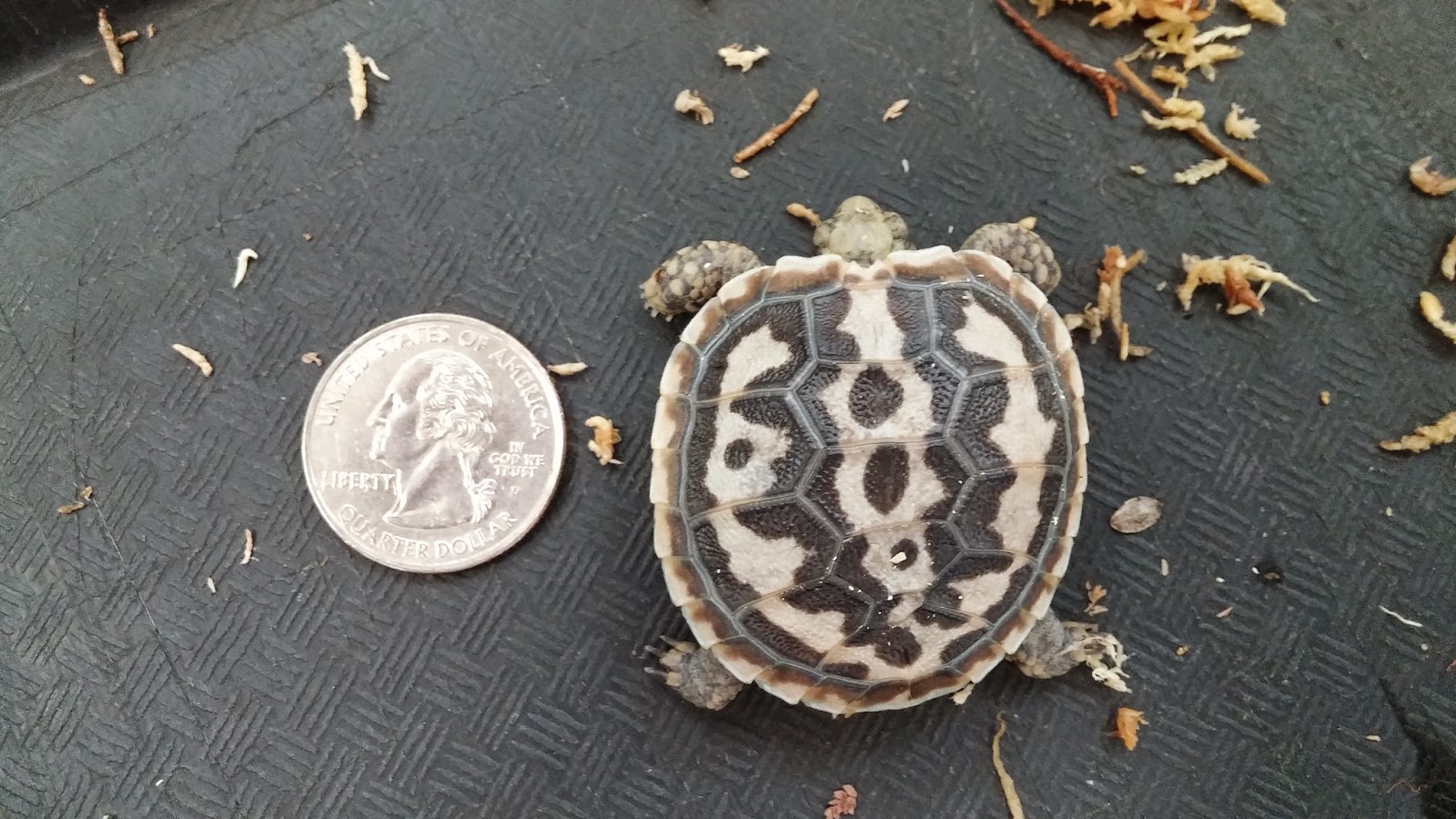 Keeper Blog Baby Pancake Tortoise Born At Como Zoo!
