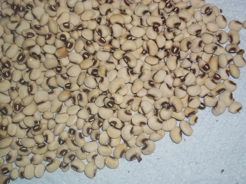 Lone Star Ma Blog Cow Pea Harvest