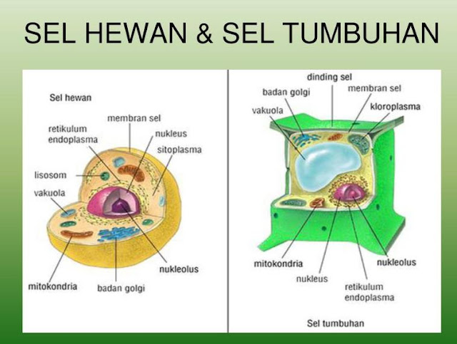 perbedaan sel hewan dan sel tumbuhan perbedaan sel hewan dan sel tumbuhan