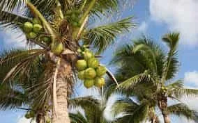 Cocotero la palma del coco