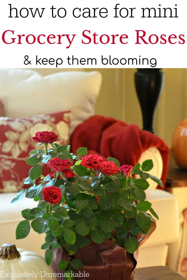 how to care for mini  Grocery Store Roses & Keep them blooming