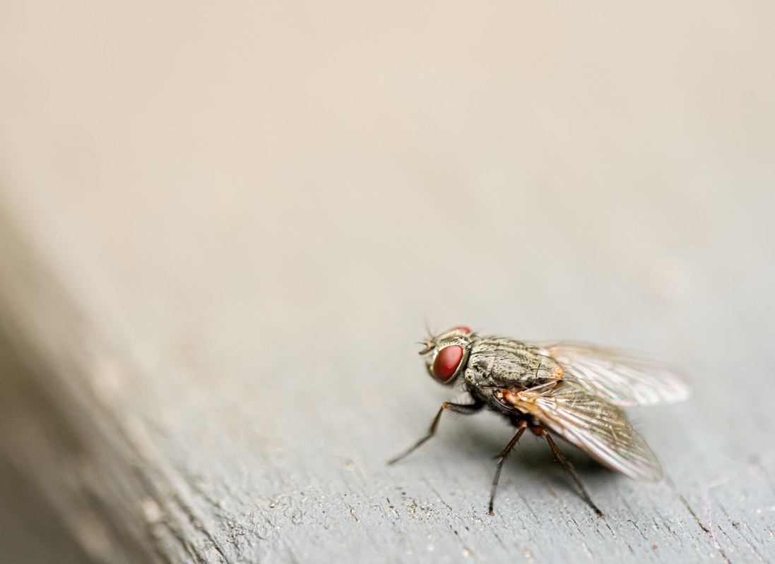 How to Keep Flies Away? 22 Ways You Can Do to Get Rid of Flies