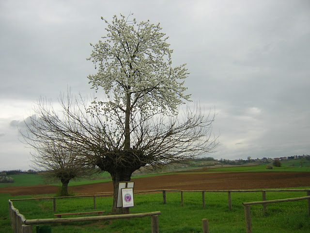 The Doubletree Of Casorzo