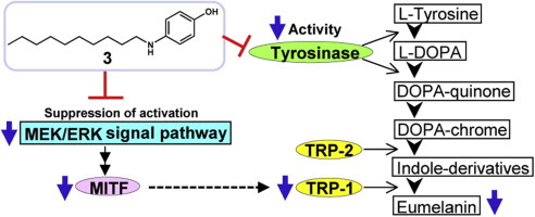 合成 p-alkylaminophenol 誘導体 (p-DAP) <br>の美白作用