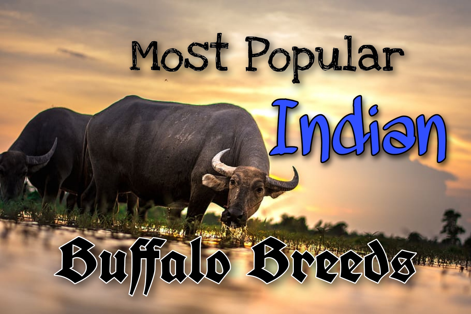 Most popular Indian Buffalo breeds.