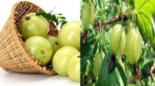 Mountain gooseberry, which is a vitamin in vitamin C, has enough flavor to eat w Mountain gooseberry, which is a vitamin in vitamin C, has enough flavor to eat w