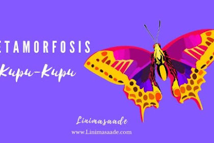 Motivasi: Bagaimana Filosofi Metamorfosis Kupu-Kupu Dalam Kehidupan?