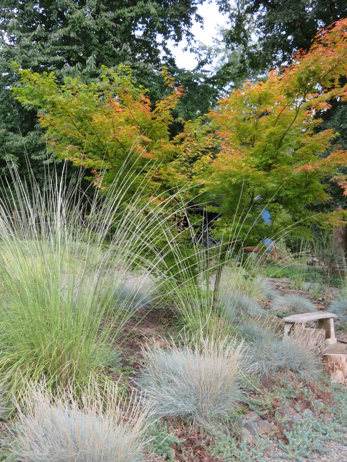 Life Between The Flowers Evergreen Winter Yellow Flowering Spiky