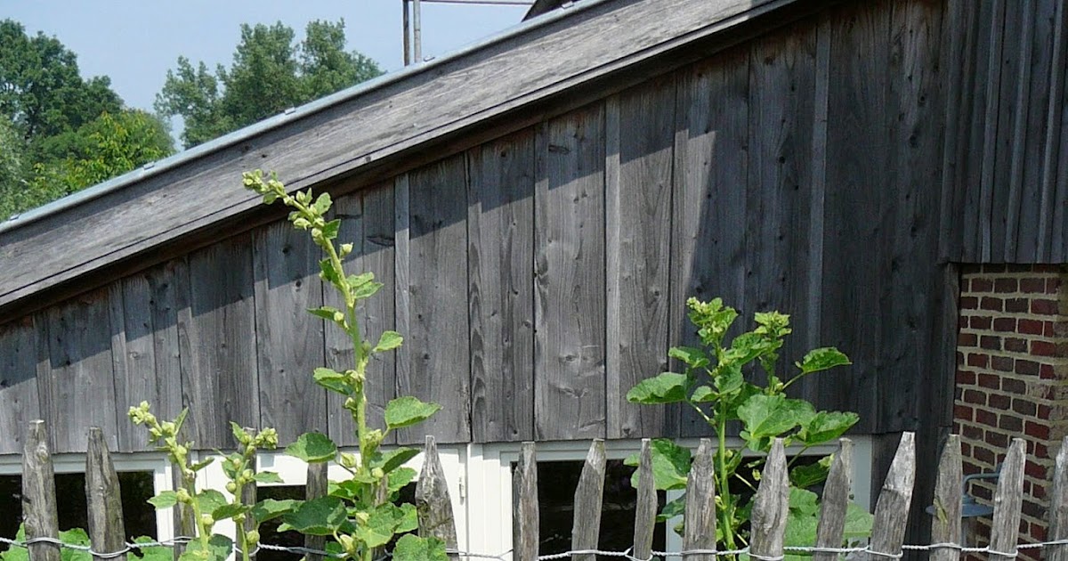 PillePalles Stadtgarten: Blick über fremde Gartenzäune: Provence in den