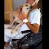 Cão esperou o amigo por oito dias em frente ao hospital