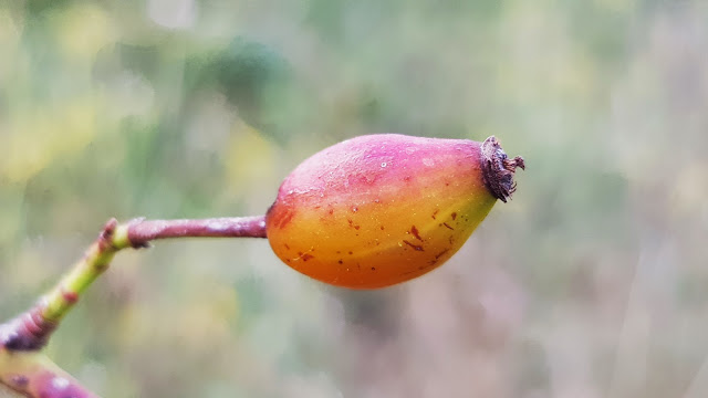 Escaramujo - Rosal silvestre