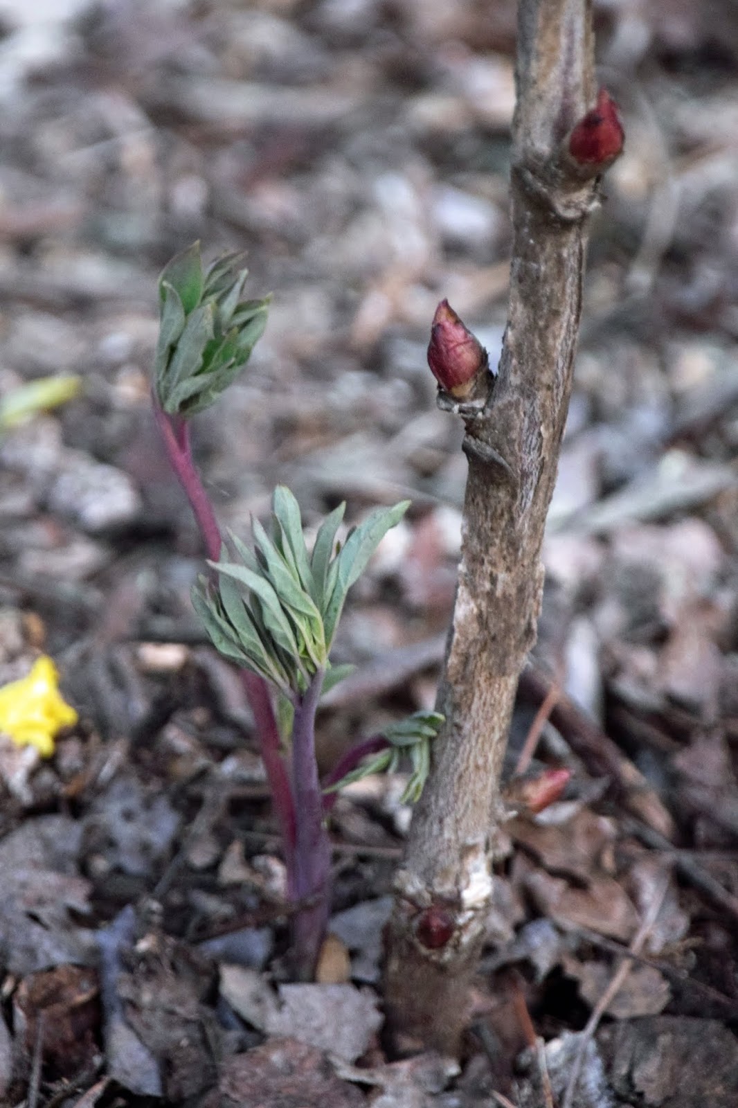 Southern Peony 2020 How to Tell if Your Tree Peony is Happy!