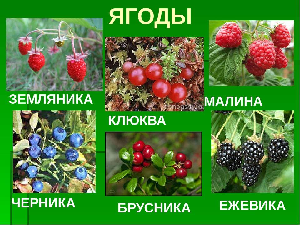 брусника лесная куст. лесные ягоды. лесные ягоды названия. какие ягоды съедобные. седомные и не седобные ягоды.