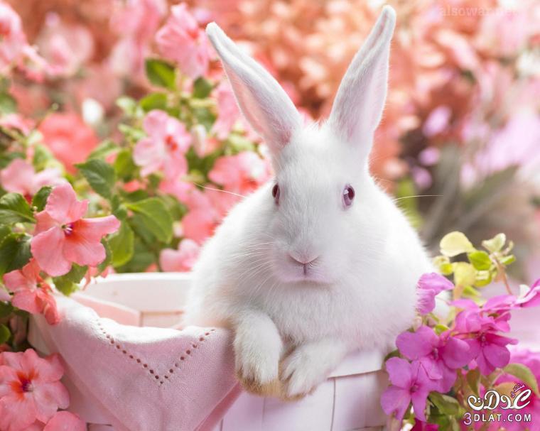 صور ارانب كيوت و خلفيات ارانب كرتونيه رمزيات ارانب