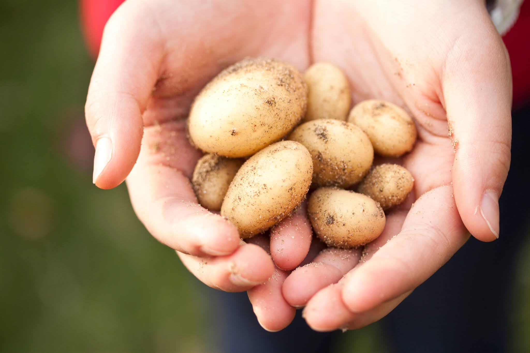 Pomme De Terre Qui Noircissent Toxique La pomme de terre toxique ou non pour mon chien