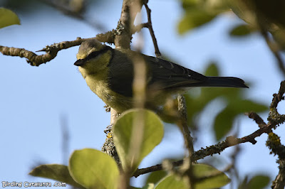 Mallerenga blava (Cyanistes caeruleus)