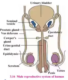 Human male reproductive system. Human male reproductive system.