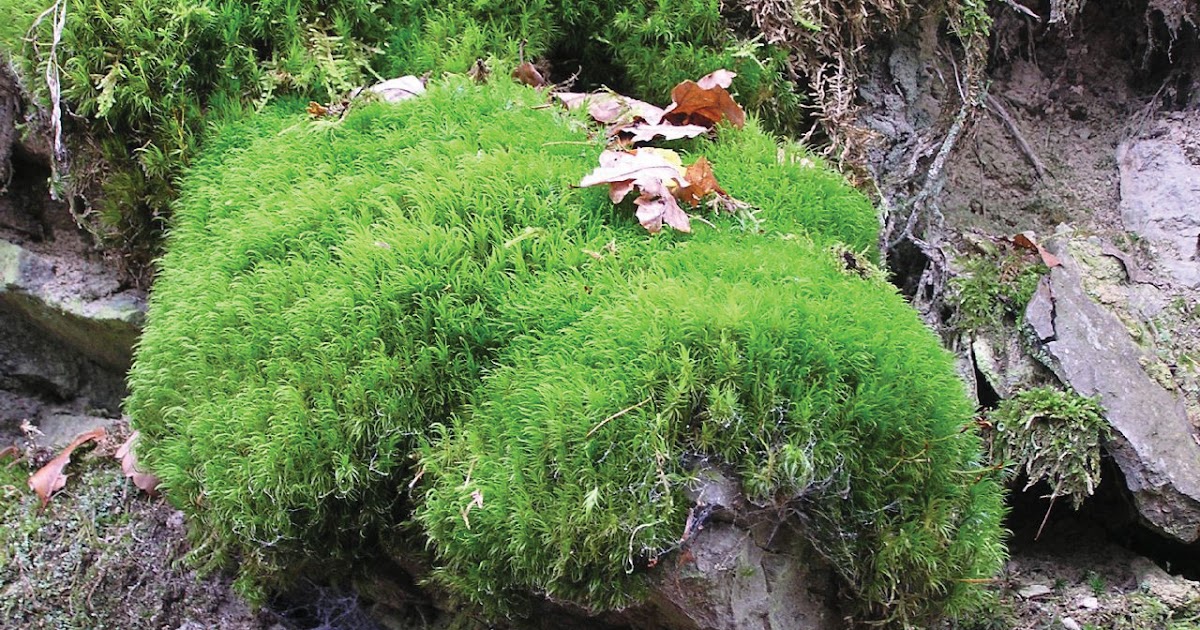 YEAR 2 CLASS BLOG Nonflowering plants