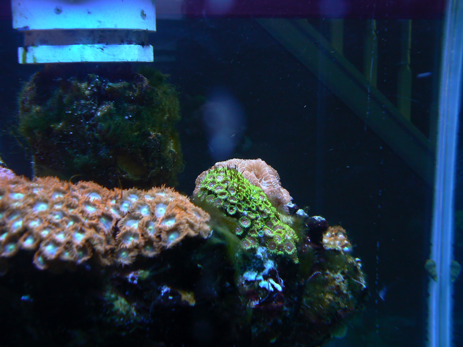 Kaya's Reef Tree War with Hair Algae