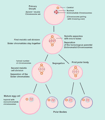 pembentukan ovum, oogenesis, ootid, ovarium
