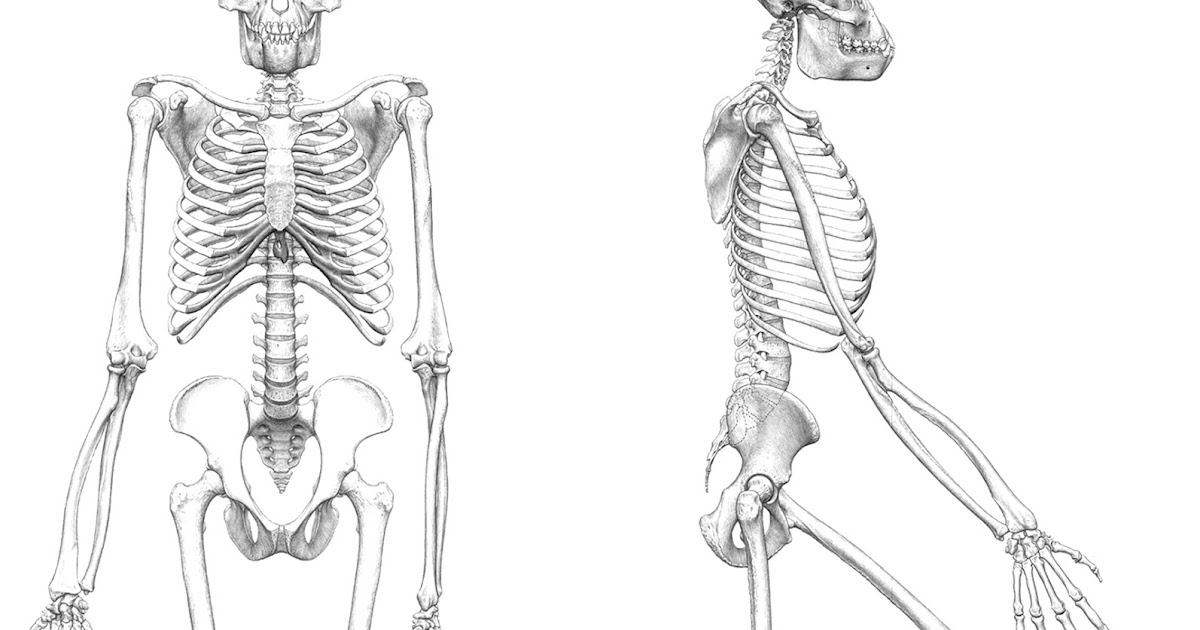 Evolutionary Creationism A Christadelphian Perspective Human