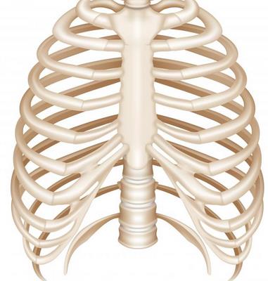 Tulang Tulang Yang Termasuk Kedalam Rangka Aksial Rangka Polos Simplenews05