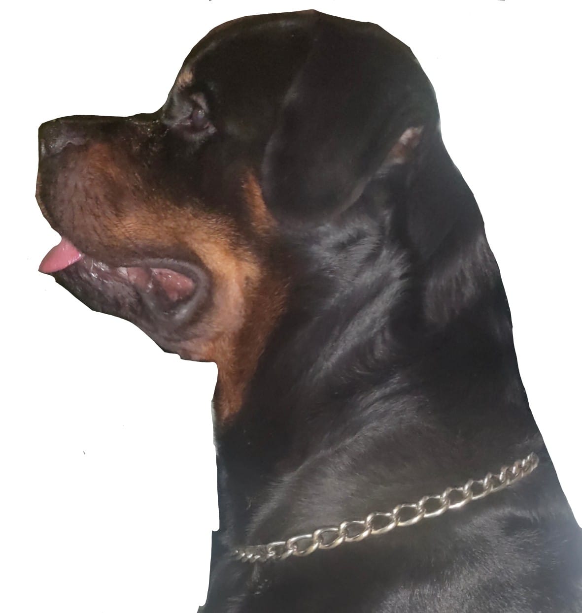 rottweiler head size
