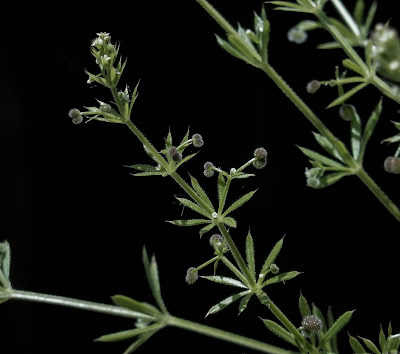 Galium aparine