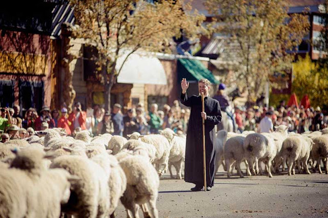 Sheep parade festival