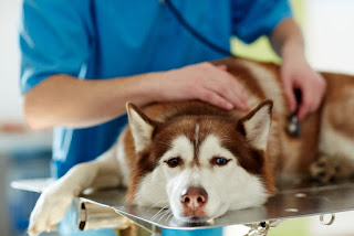 Häufig gestellte Fragen zur Gesundheit von Hunden