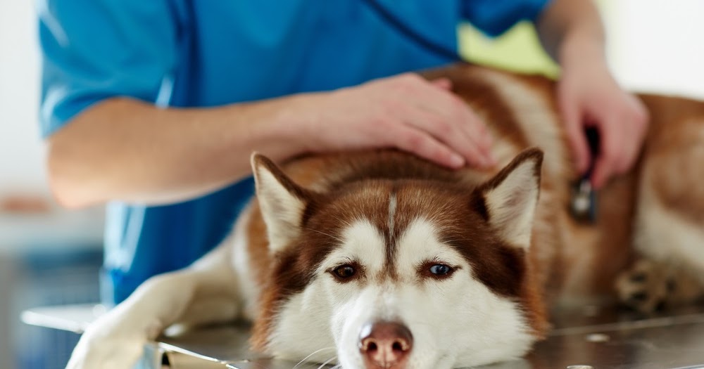 Häufig gestellte Fragen zur Gesundheit von Hunden biographypedia