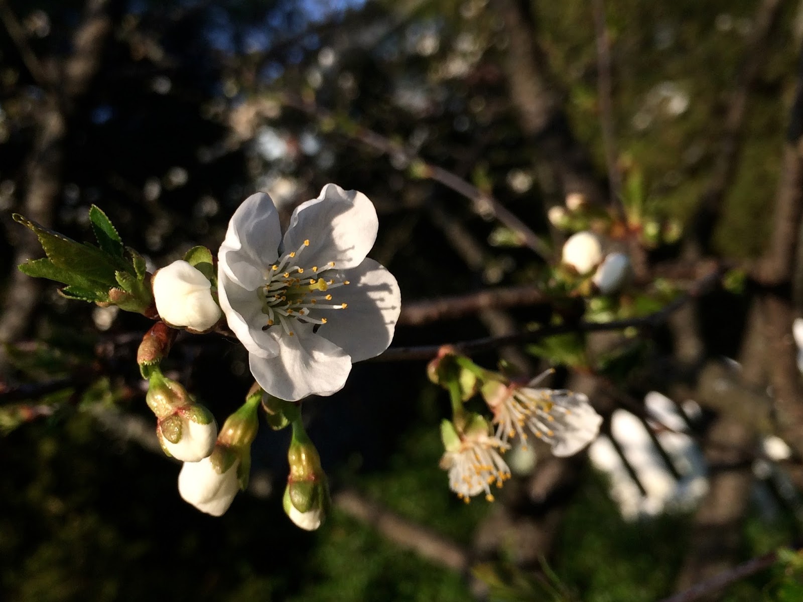 Late Blooming Cherry Blossoms