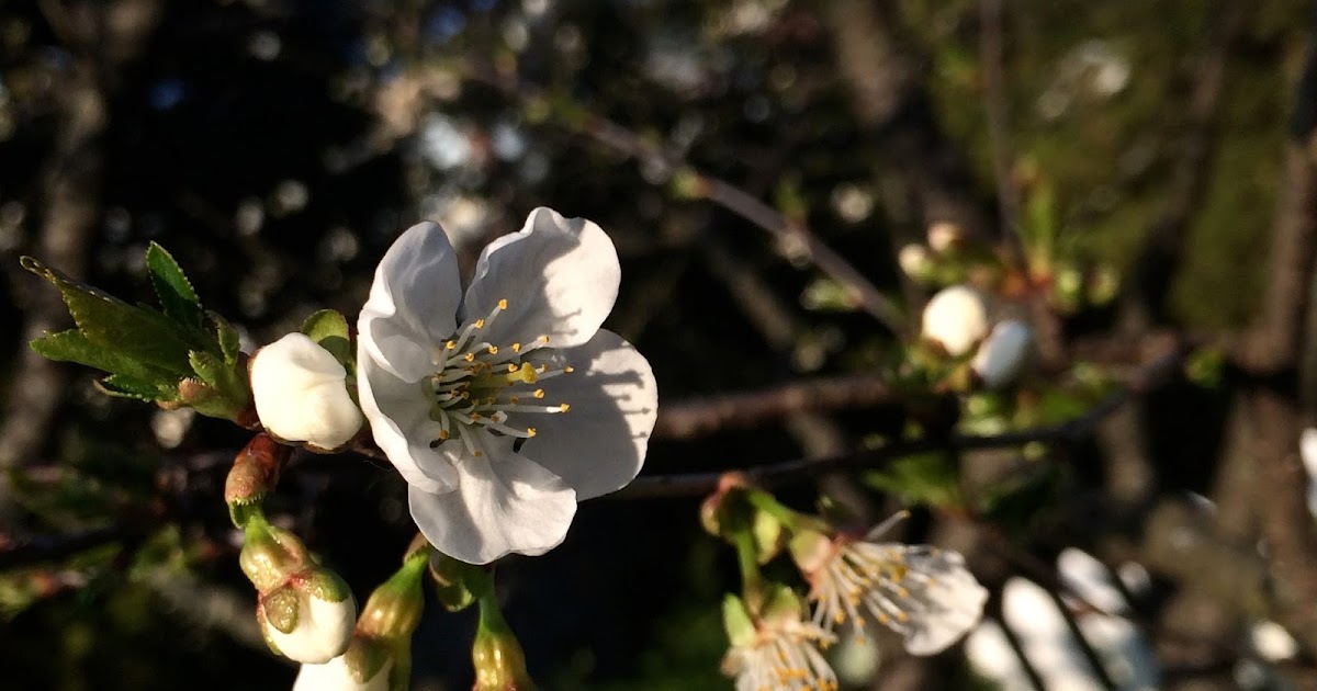 Late Blooming Cherry Blossoms