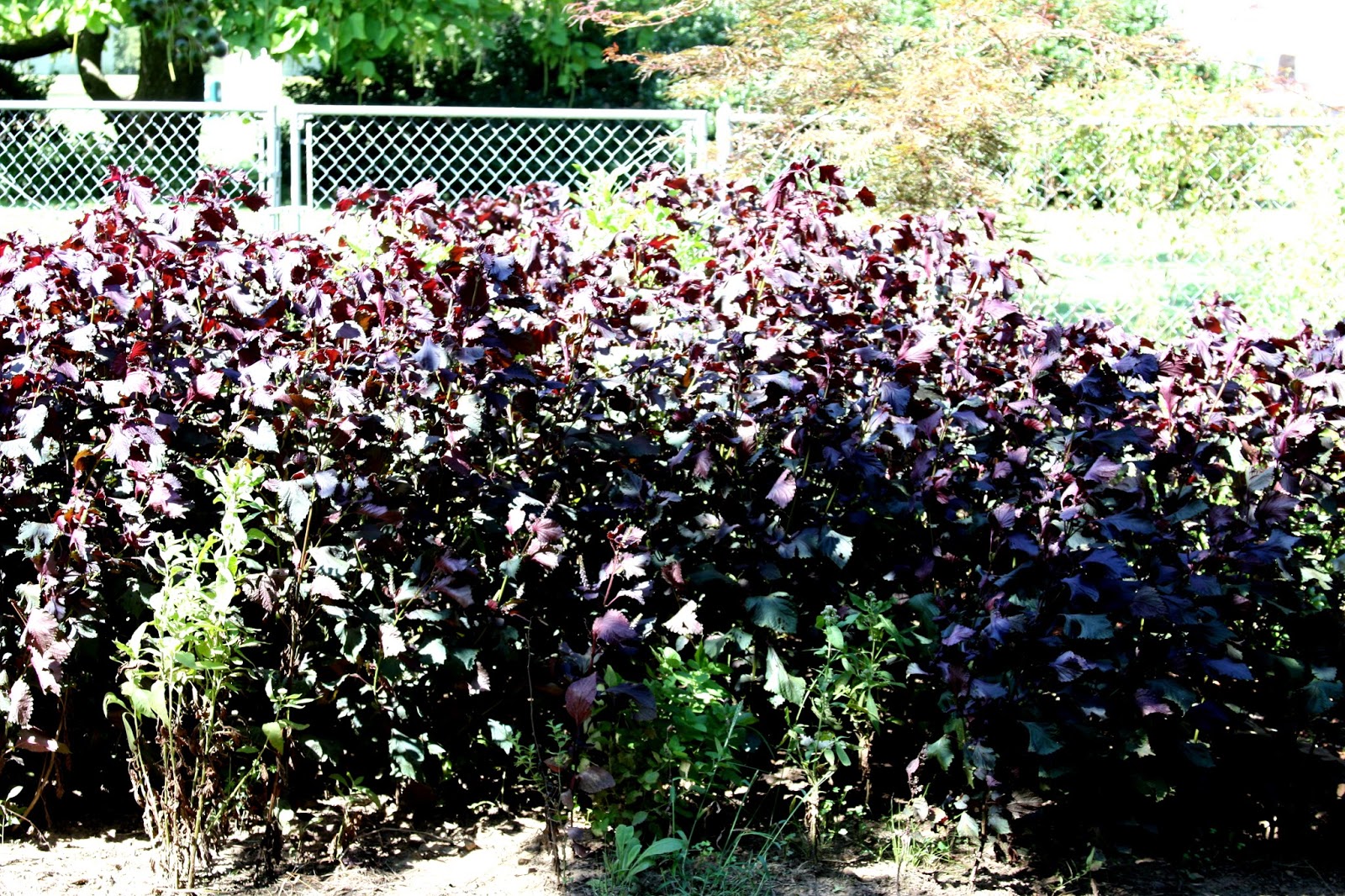 Purple Flowers of Fall