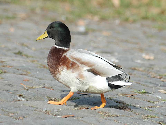 domestic duck, domestic muscovy duck, types of domestic ducks