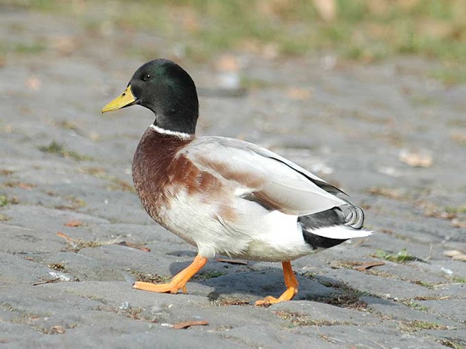 Domestic Duck can be kept as Pet at Garden or Backyard