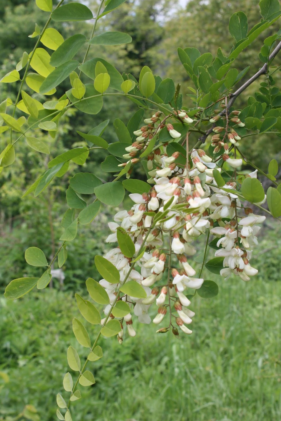 Our Garden Journal The Comeback Kids Dwarf Cherry Laurel